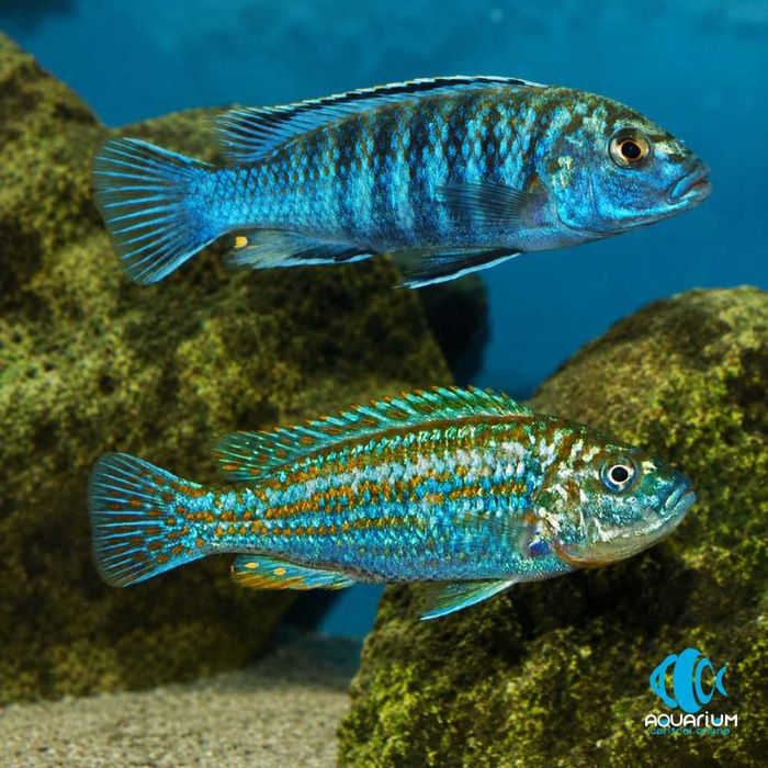MISIEKZOO Pyszczaki - Melanochromis Exasperatus 8-10cm