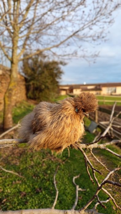 Ovos/Aves Sedosa do Japão