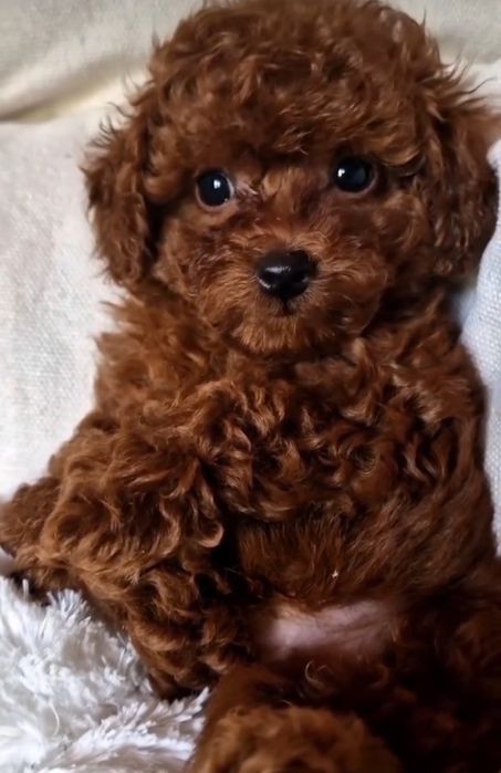 Насичений ред браун той пудель.