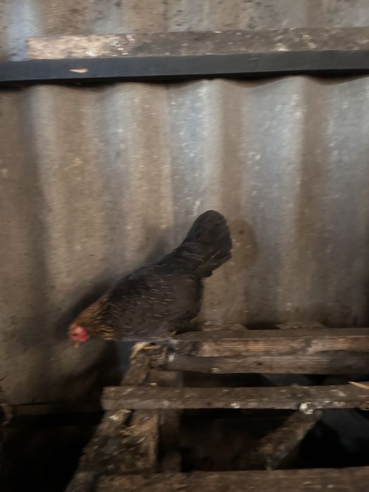 Продам карликових курей 2024-2025року