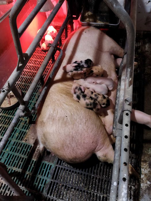 Продам свиней живою вагою