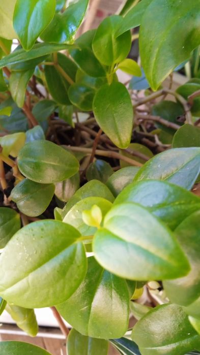 Срезы плектрантус, плющ, сингониум, пеперомия, эпипремнум