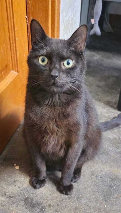 Oddam kota - Bingo czeka właśnie na Ciebie