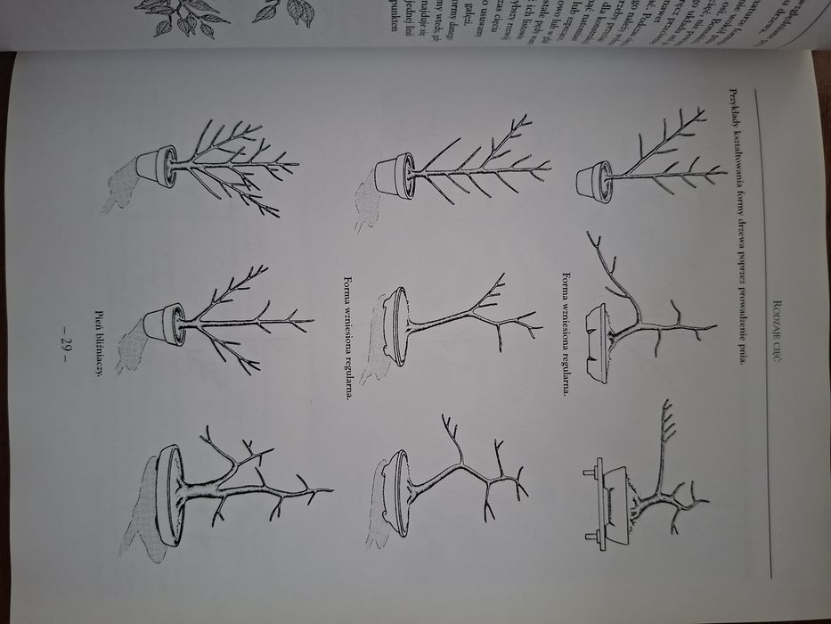 Robimy bonsai Wolfgang Kawollek