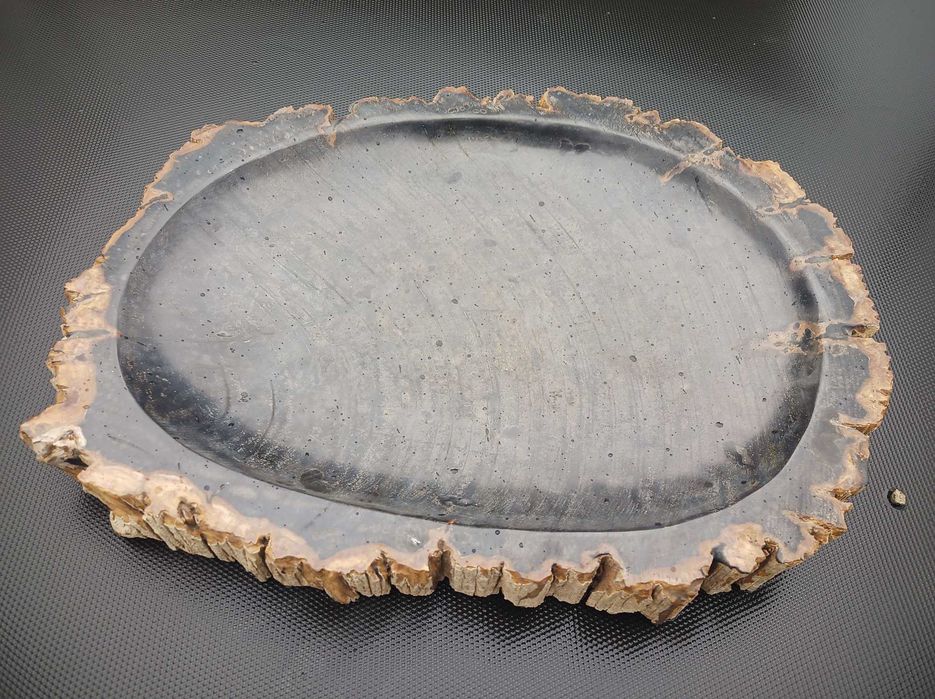 Dekoracja ze skamieniałego drewna Plaster patera39cm oryginał Indonezj