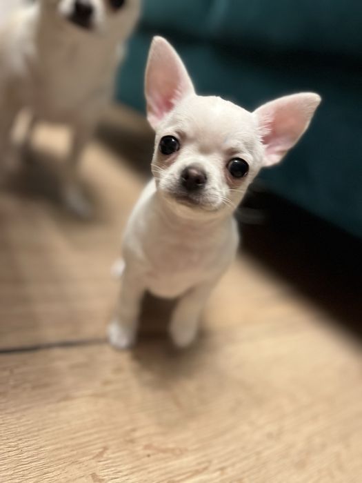 Piękna suczka chihuahua