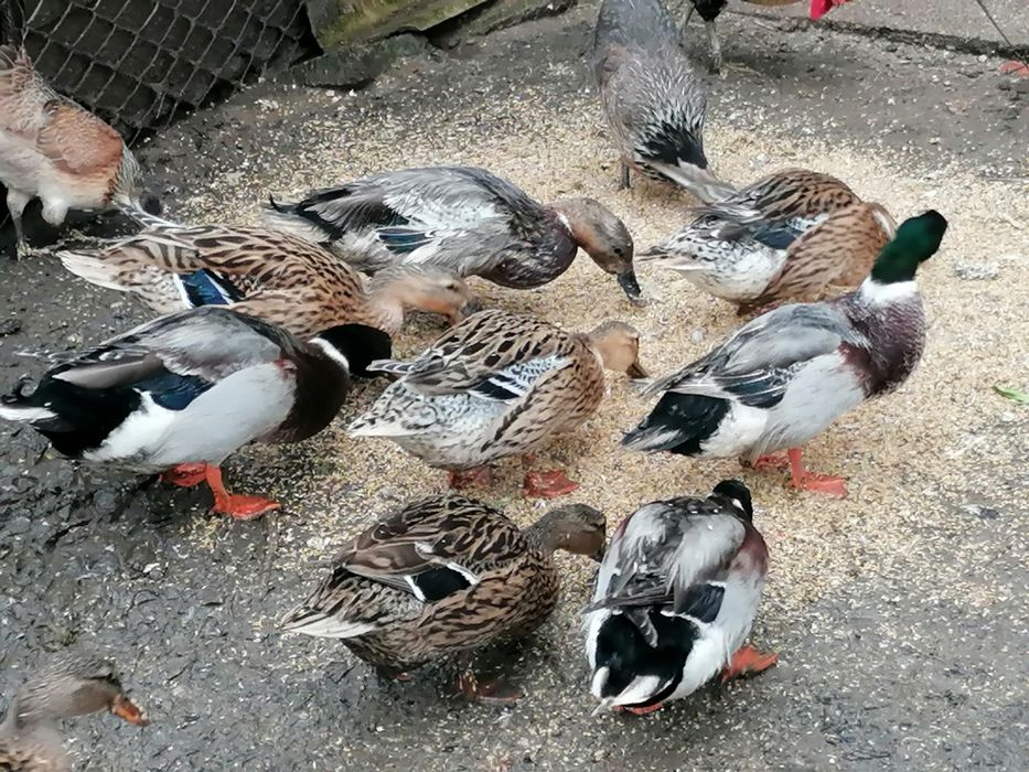 Patos reais com 10 meses