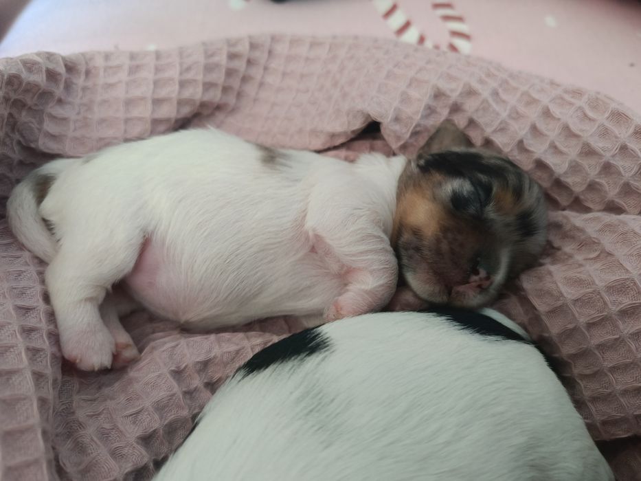 Suczka Yorkshire terrier Blueberry