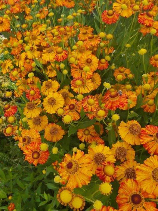 Rośliny z mojego ogrodu