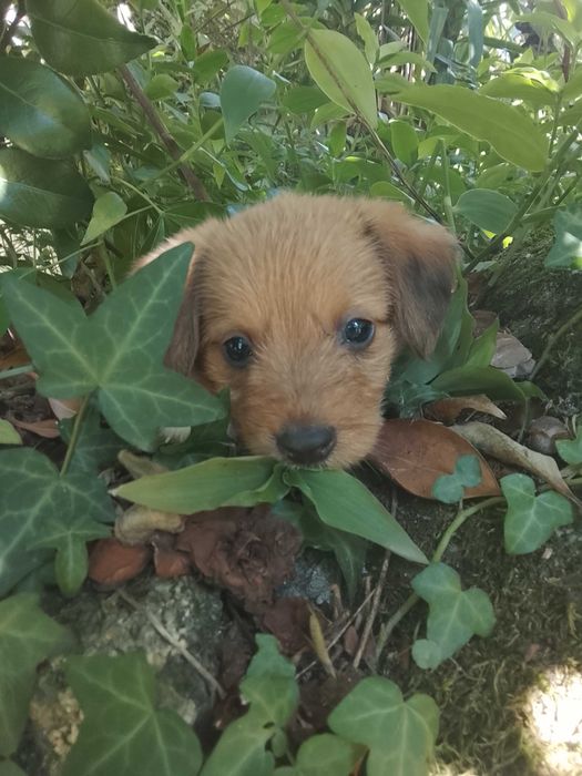 Cachorrinha para adoção responsável
