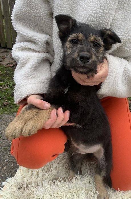 Цуценята в добрі ручки!