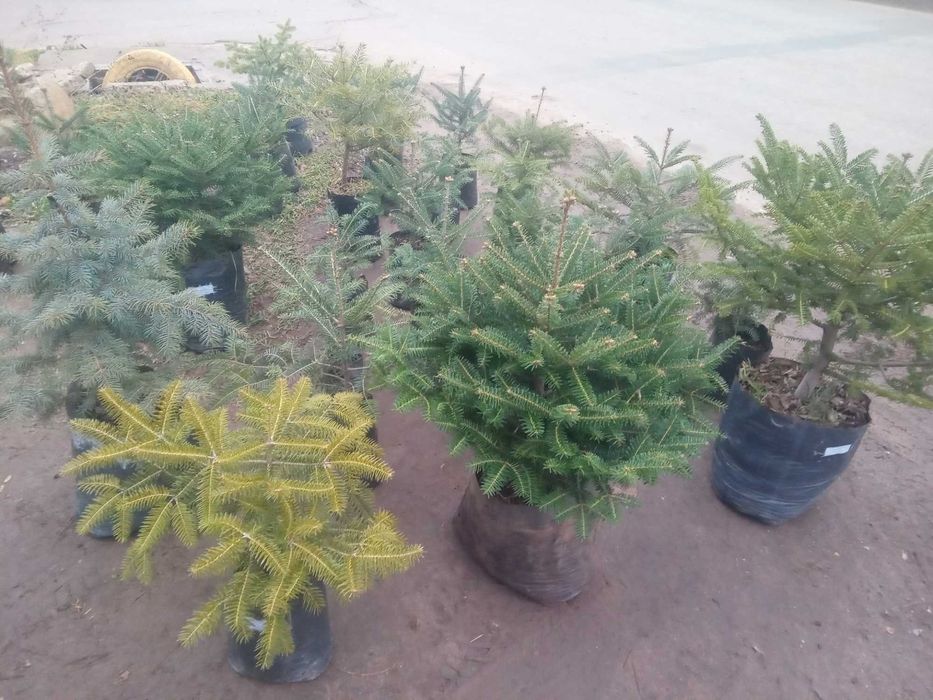 Пихта испанская, кавказская