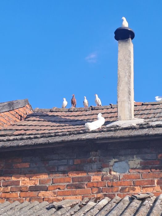 Witam sprzedam gołębie