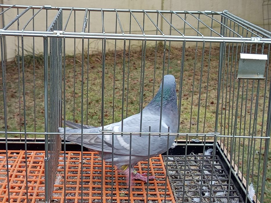 Gołębie pocztowe opal