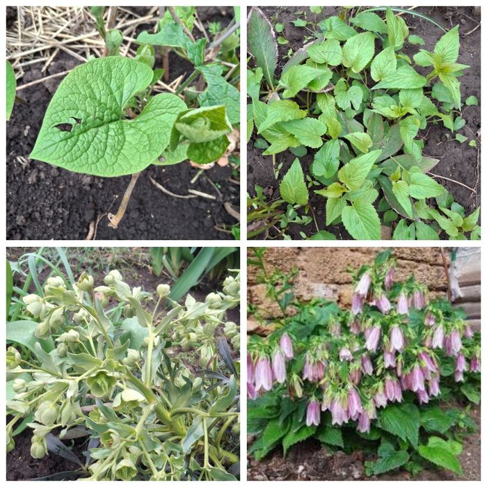 Садовые цветы, свои