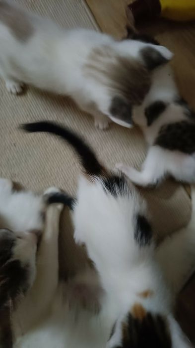 Gatinhos para doação