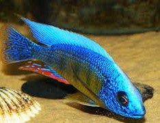 Protomelas Steveni Taiwan. Pyszczaki  z Malawi.