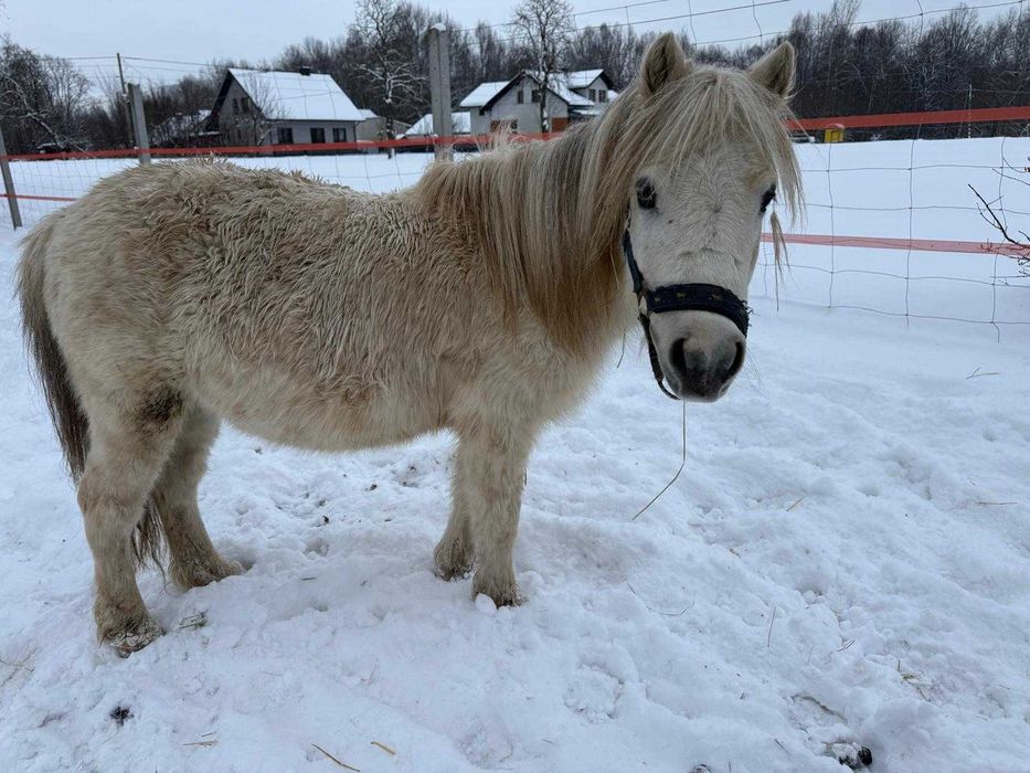 Patryczek - bajkowy kucyk do bezpłatnej adopcji