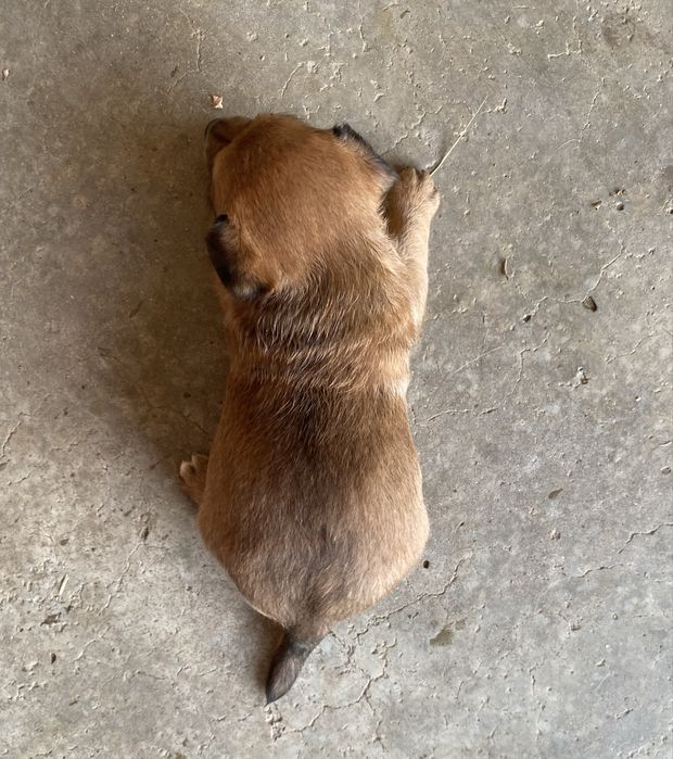 Cães bébes para dar