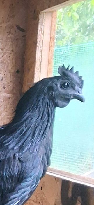Koguty Ayam Cemani – 100% Czarne | Przepiękne, Rasowe, Zdrowe