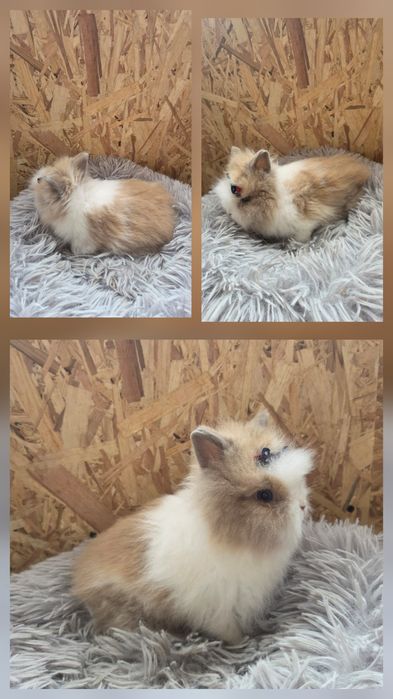 Karzełki Teddy Mini