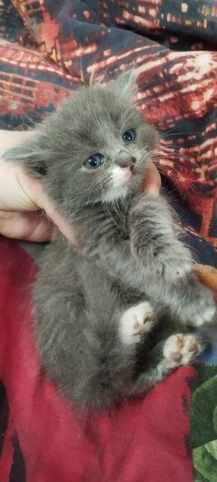 Віддам в гарні руки котенят