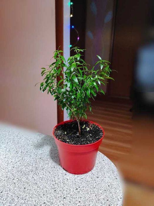 мирт   в горшочке