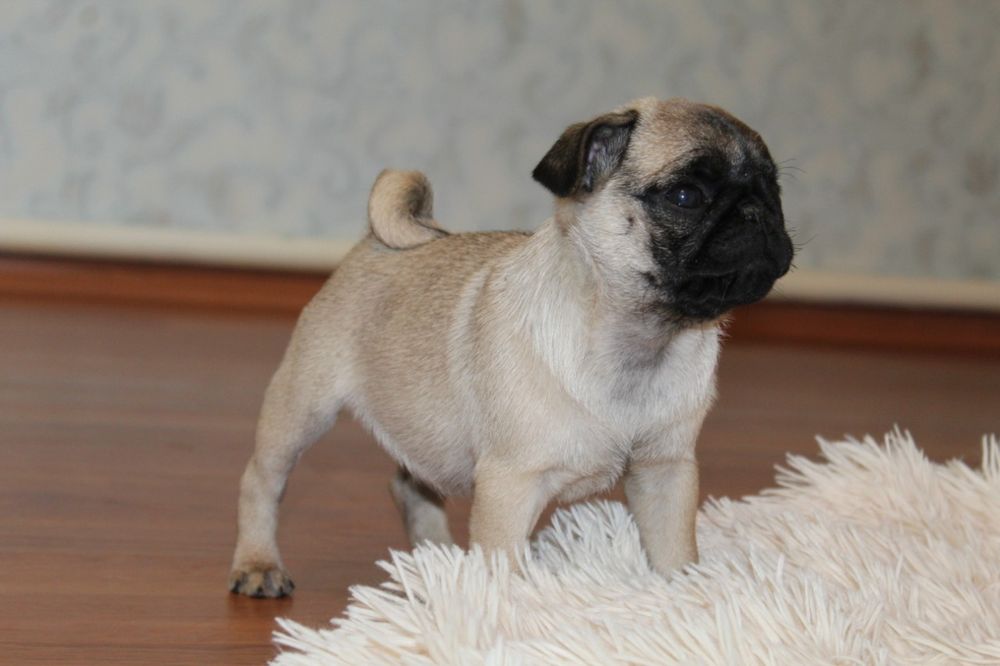 Бомбезні мопсики