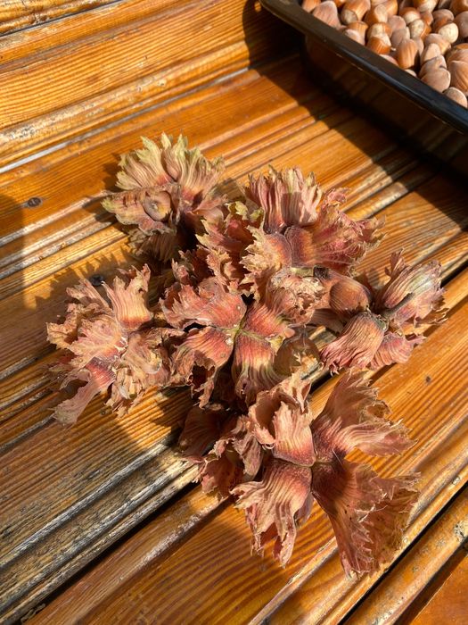 Фундук Варшавський 2-х річний