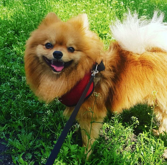 Шпиц шукає наречену