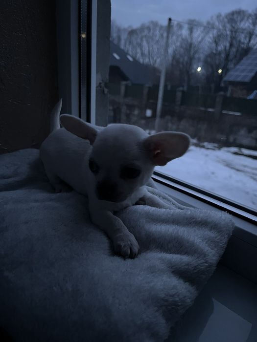 Міні дівчинка чіхуахуа