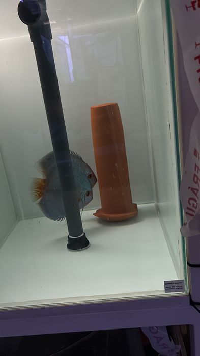 Casais peixe Disco