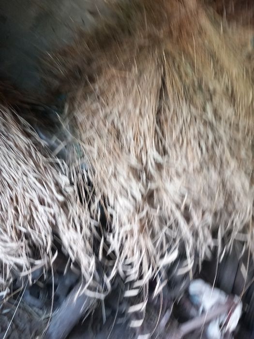 Colmo caseiro de boa qualidade deste ano