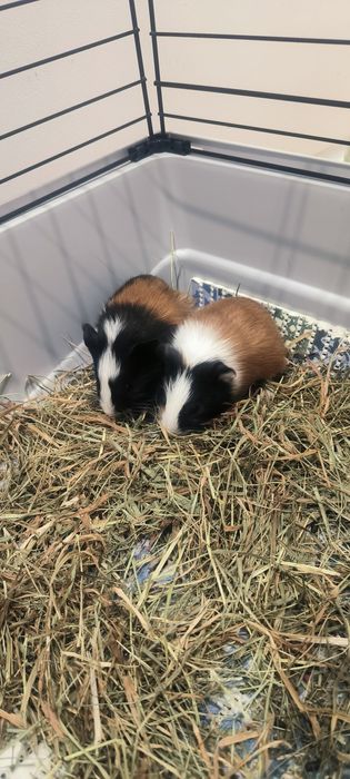 Морська свинка 1 міс 50 грн