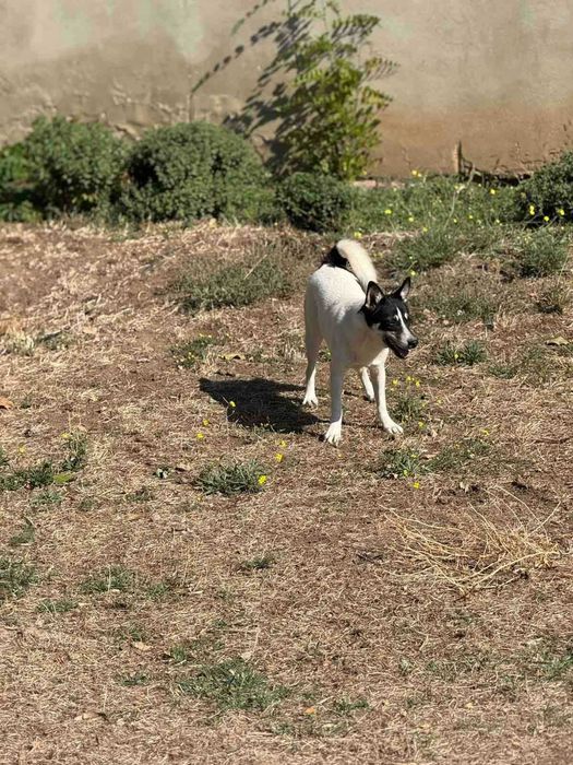 Жасмин в поисках дома