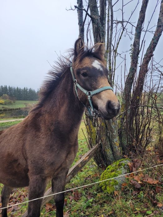 Śliczna kucka ciekawej maści