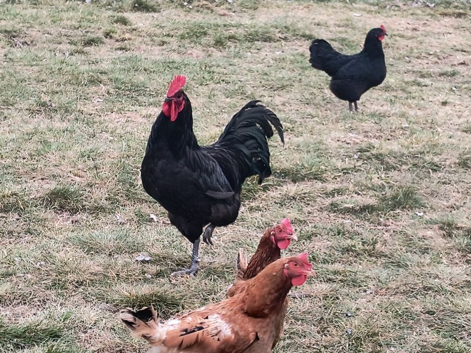 Kogut Australorp