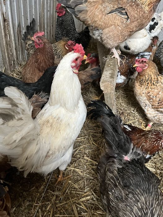 Sprzedam jaka legowe