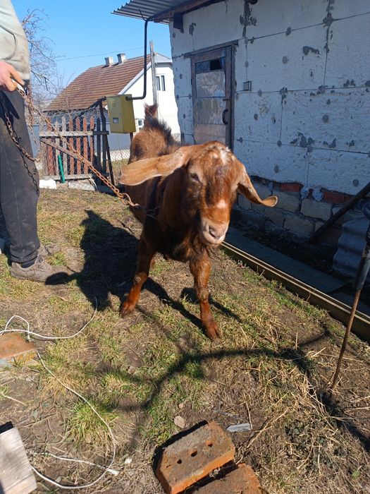 Нубійський цап шукає нову родину