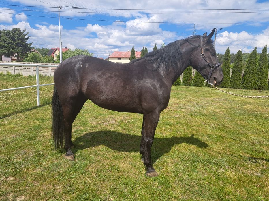 Sprzedam konie  śląskie