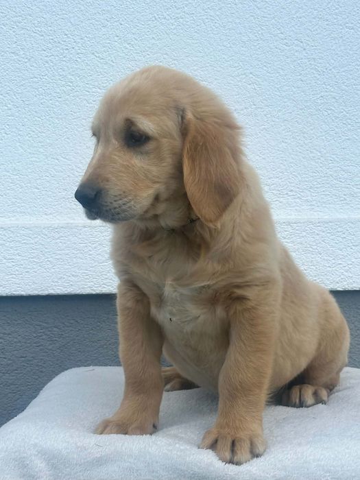 Przepiękny piesek Golden Retriever – gotowa do odbioru