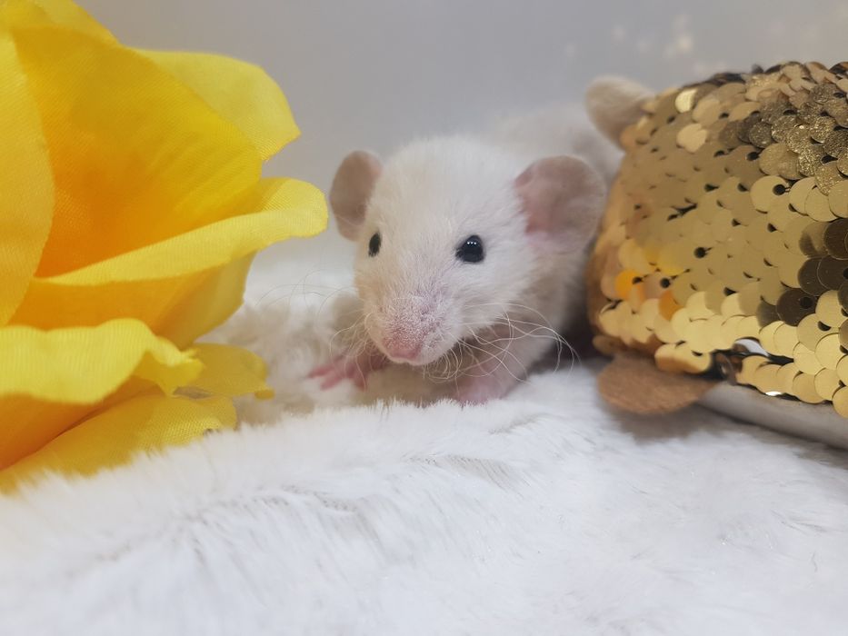 Szczur Dumbo młode szczurki reksy