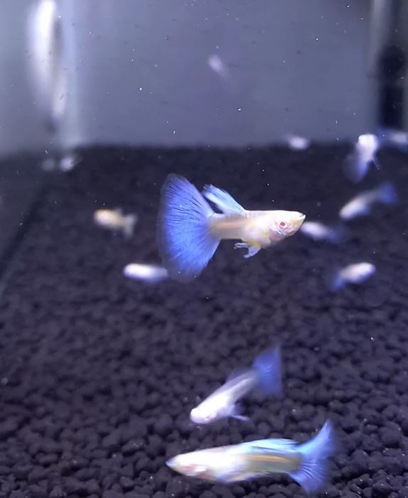 Guppy Sky blue albino