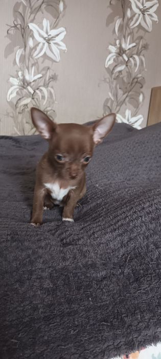 Chihuahua krótkowłosa