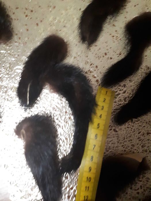 Хвостики норки разных размеров