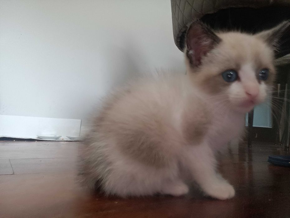 Gata bebé para doar