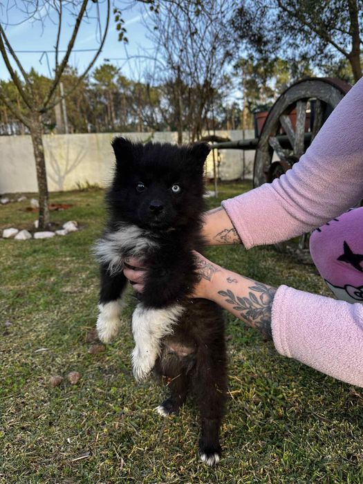 Husky siberiano macho
