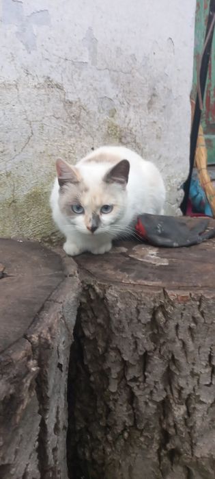 Котик безкоштовно