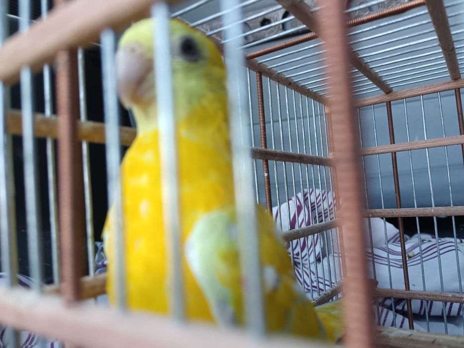 Vendo ref ramp domesticado