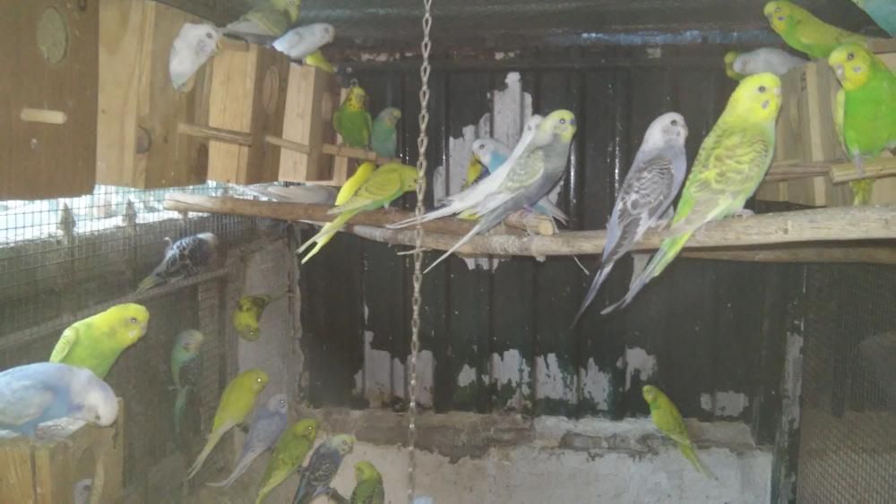 Periquitos Australianos